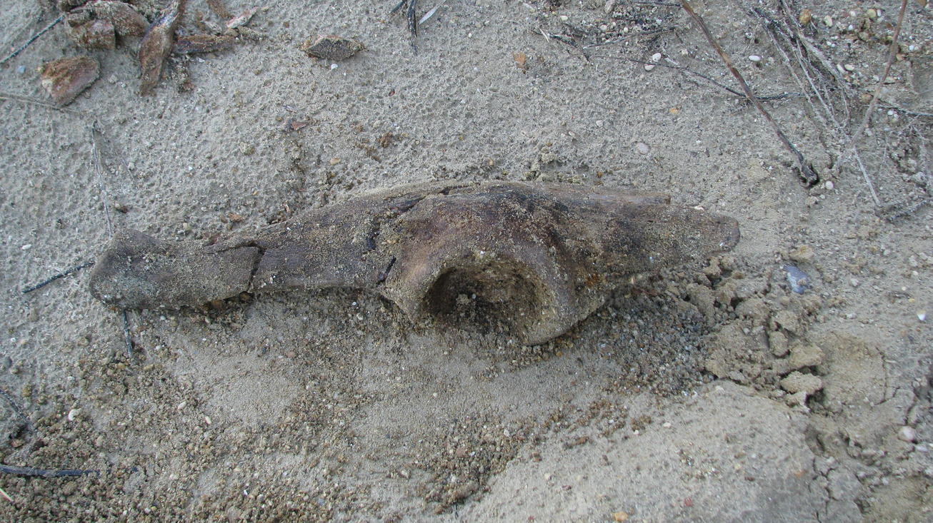 probabile  osso fossile da determinare